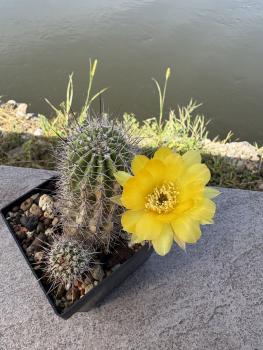 Echinopsis aurea
